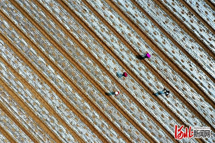 河北石家庄：发展高效农业 促进农民增收