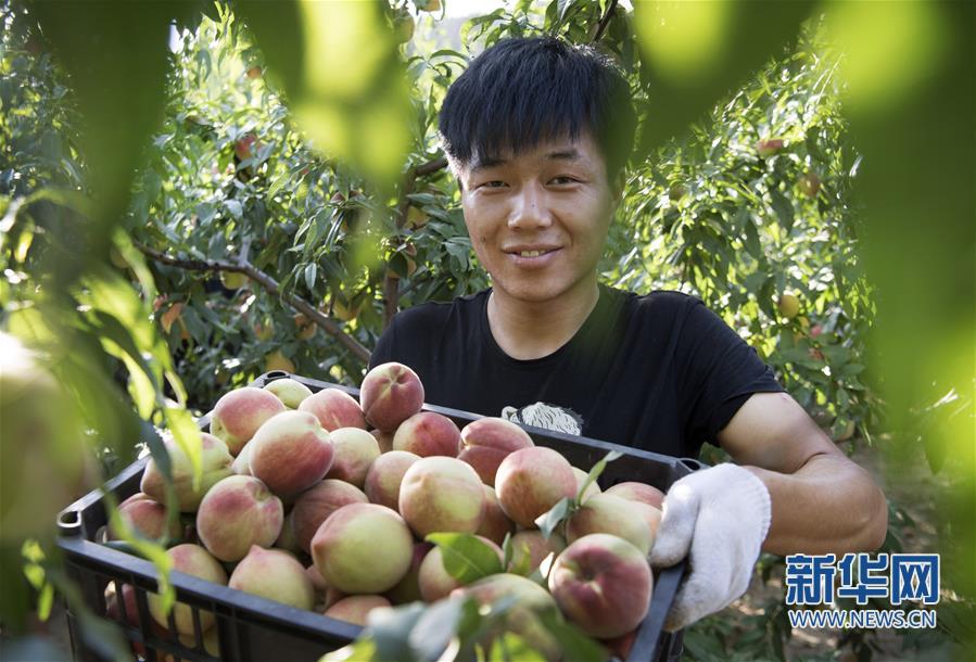 黄土高坡 “仙桃”飘香