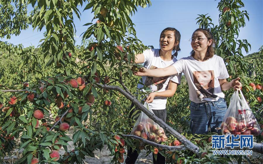 黄土高坡 “仙桃”飘香