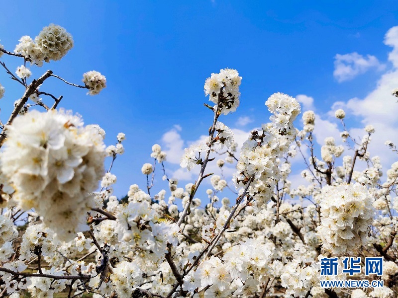 湖北來鳳：鄉村振興綻放“鳳城山春圖”