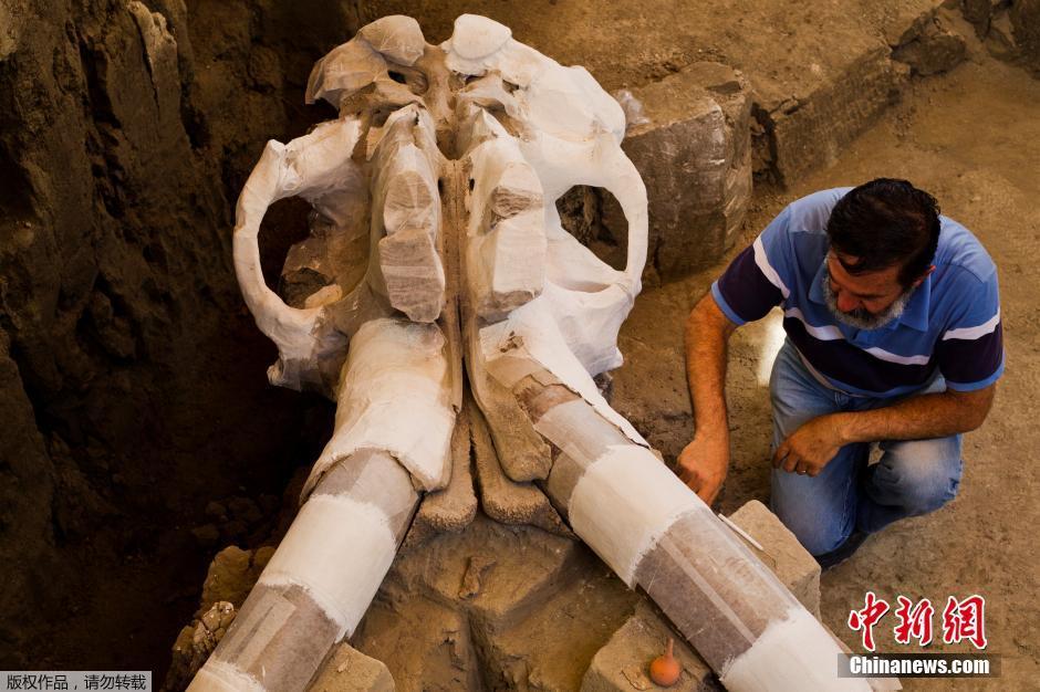 墨西哥发现1.4万年前长毛象尸骨