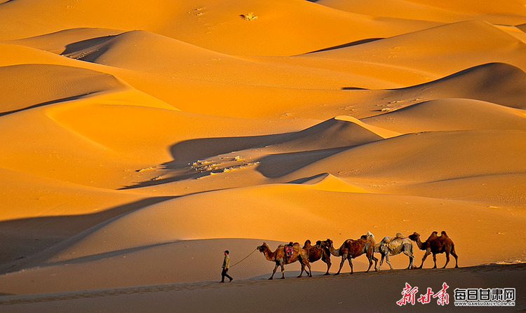 夕阳下的沙漠驼队图片图片