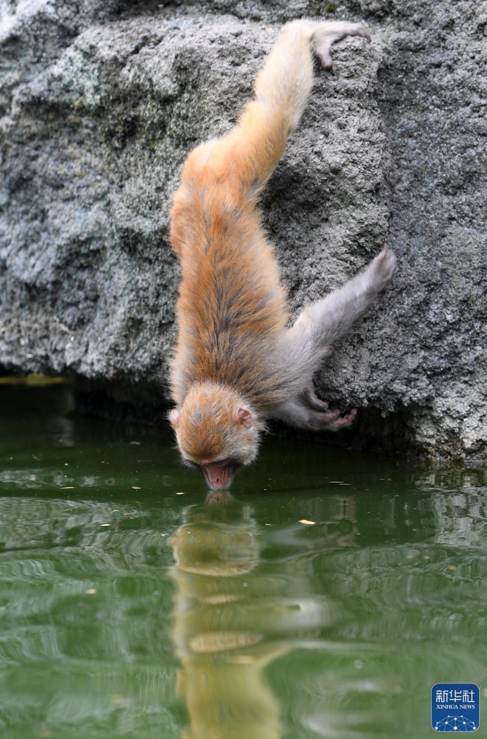 广西凤山：青山猴趣助振兴