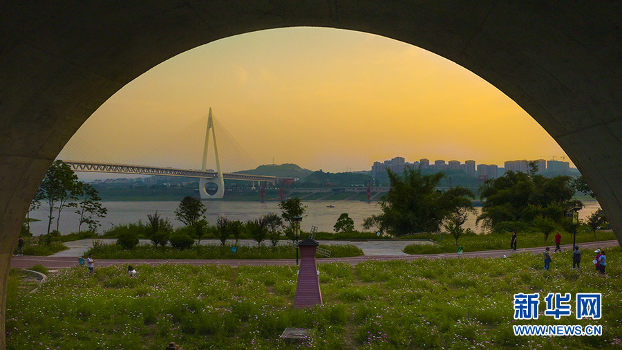 格桑花随风涌动 重庆江边湿地公园迎初夏美景