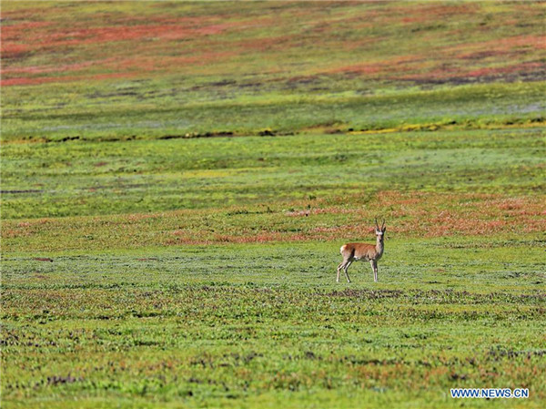 Maiilap na hayop sa Jiatang Grassland, Qinghai, Tsina