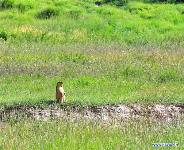 Maiilap na hayop sa Jiatang Grassland, Qinghai, Tsina