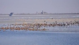 Desert reservoir becomes oasis for migratory birds_fororder_QQ截圖20180115160312