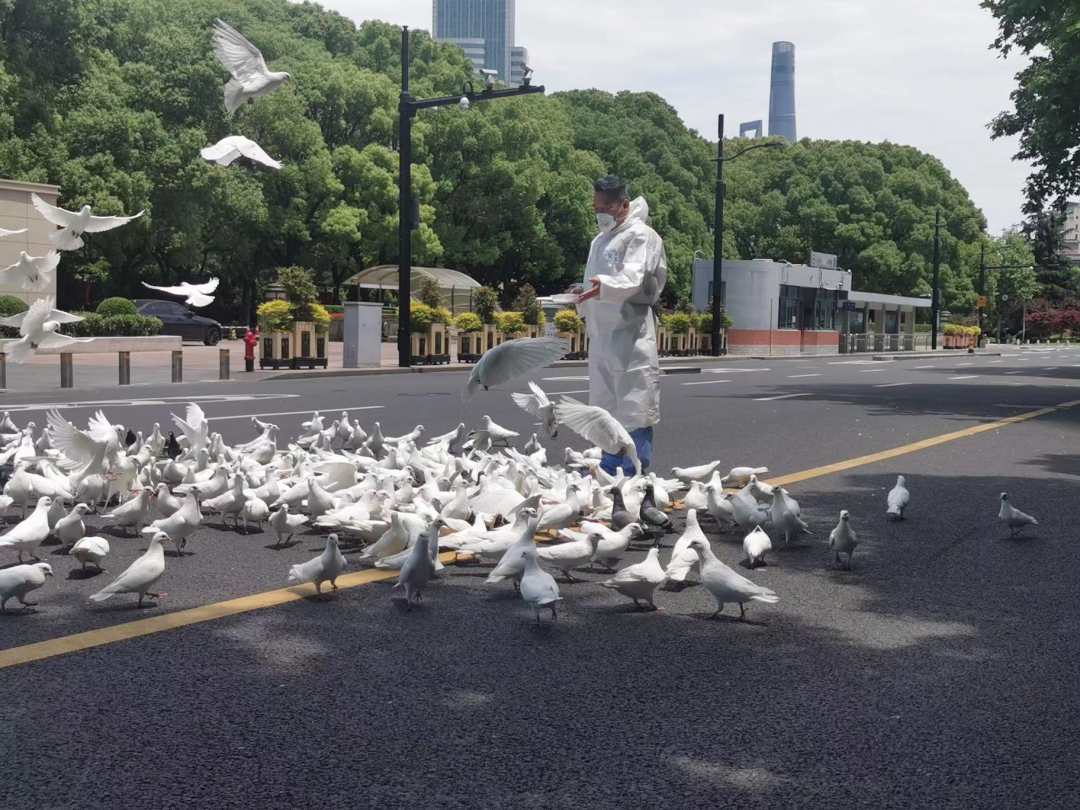 上海市民放心人民广场的鸽子有民警在投喂
