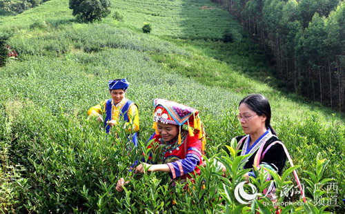 【領航新征程】黨組織引領 小山村做出扶貧“茶”文章