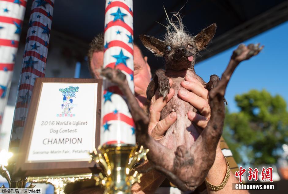 美国加州举行最丑狗狗大赛 中国冠毛犬混种夺冠