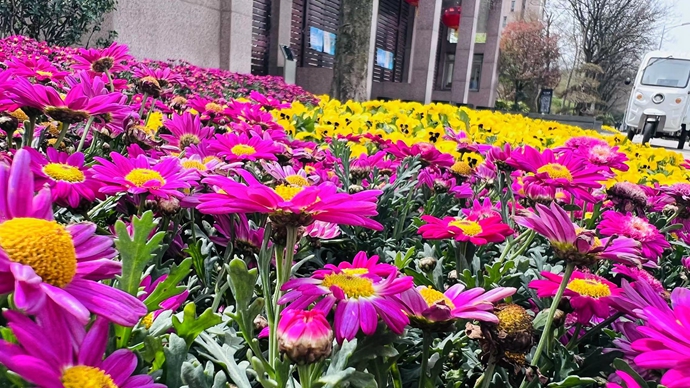 绿意盎然造花境 拓展青岛市南人的“幸福地图”