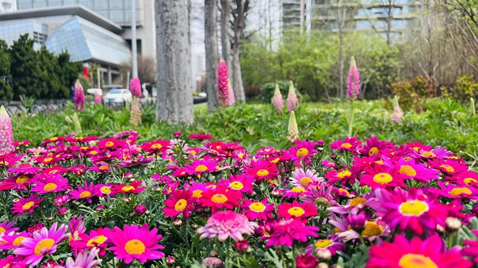 绿意盎然造花境 拓展青岛市南人的“幸福地图”
