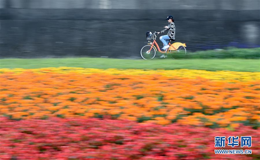 台北河滨公园花团锦簇