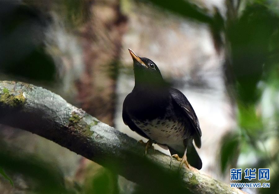 海南尖峰嶺：熱帶雨林 百鳥家園