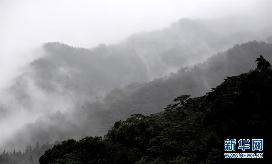 海南尖峰岭：热带雨林 百鸟家园