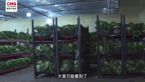 主城区实行社会静态化管理 探访哈尔滨市如何守护百姓的“菜篮子”