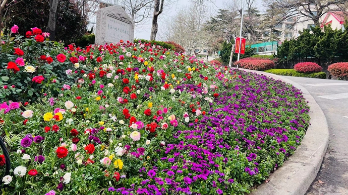 绿意盎然造花境 拓展青岛市南人的“幸福地图”