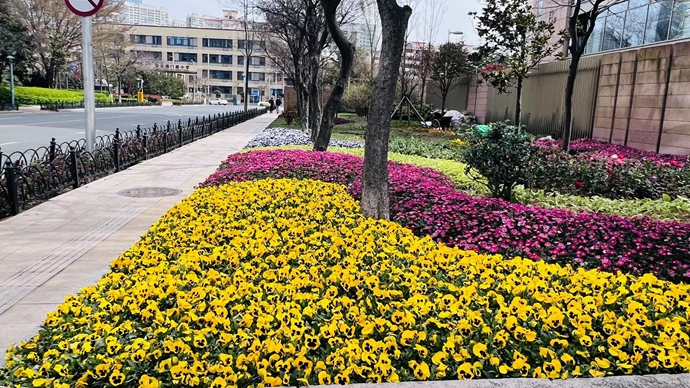 绿意盎然造花境 拓展青岛市南人的“幸福地图”