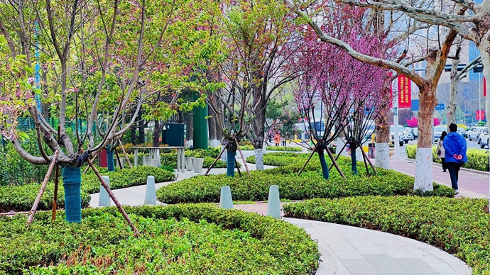 绿意盎然造花境 拓展青岛市南人的“幸福地图”