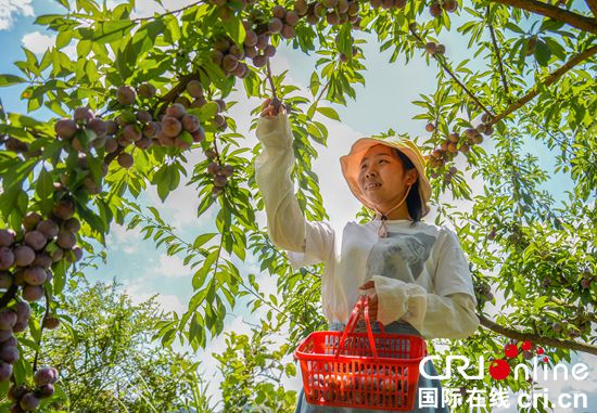 貴州務川：李子豐收助農富