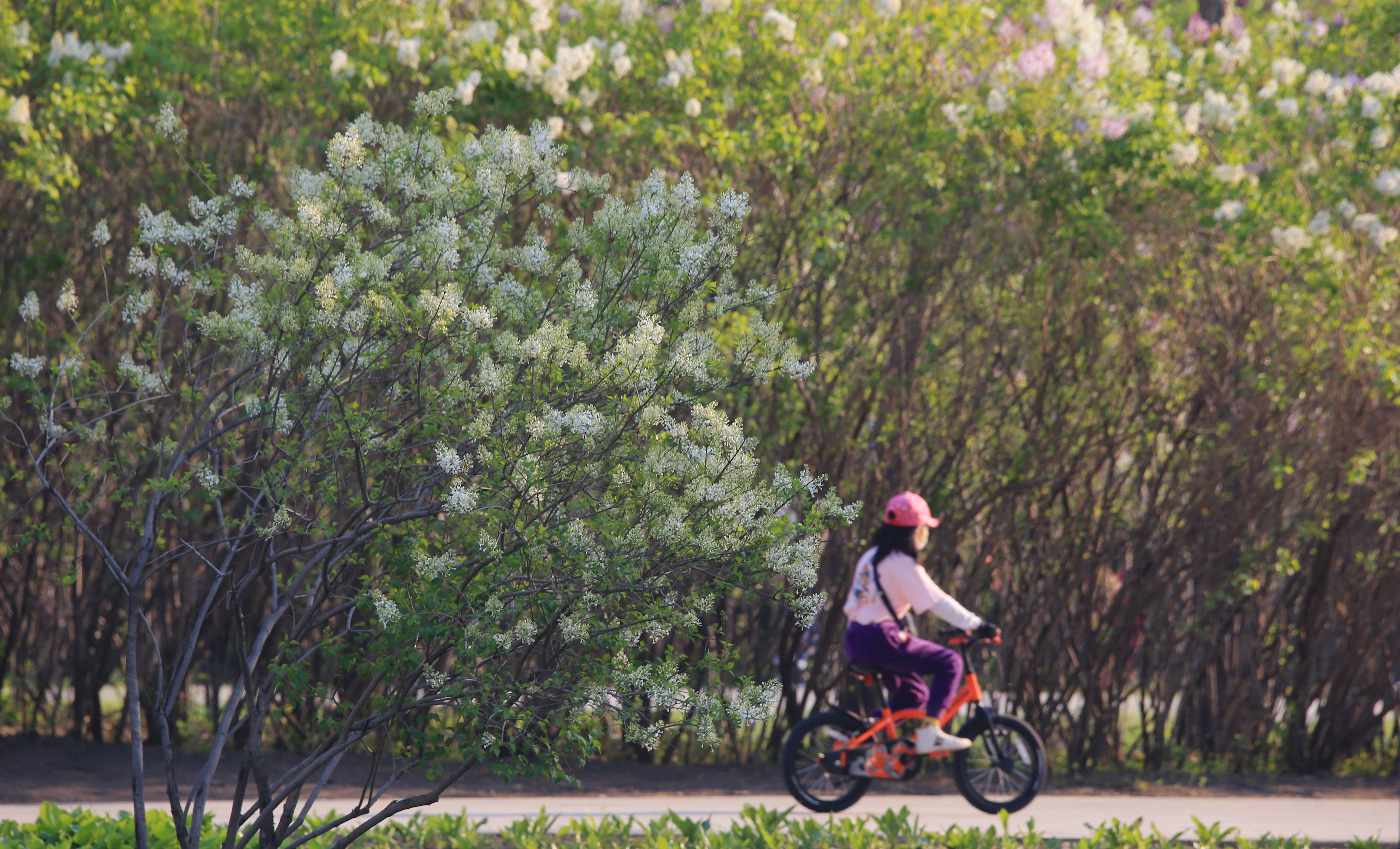 人间醉美五月天 青翠满眼入画来