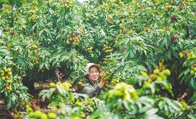 妃子笑荔枝抢“鲜”上市_fororder_3875687_hnrbtp3_1652196674511_b