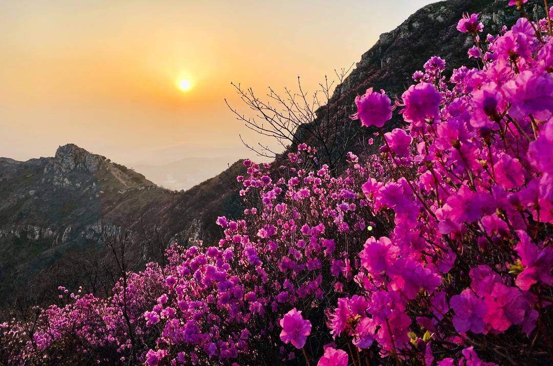 大連：大黑山杜鵑花海，許你春日好時光