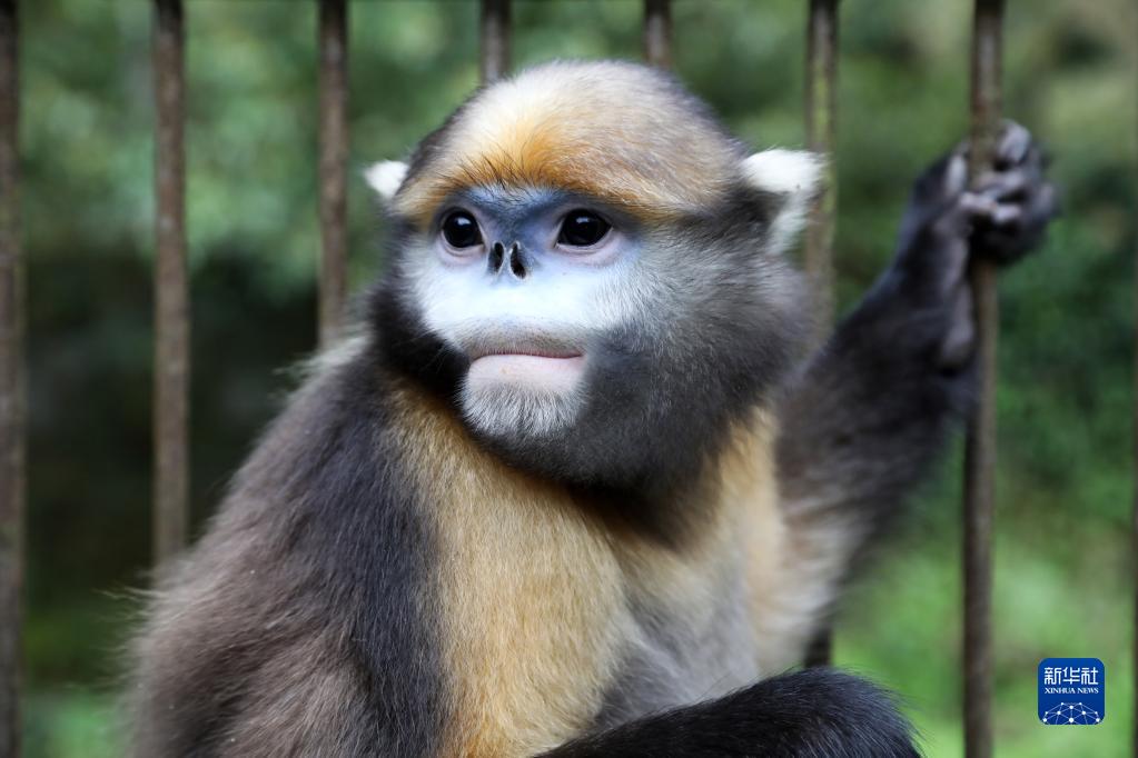 探秘“世界自然遗产”梵净山生物多样性