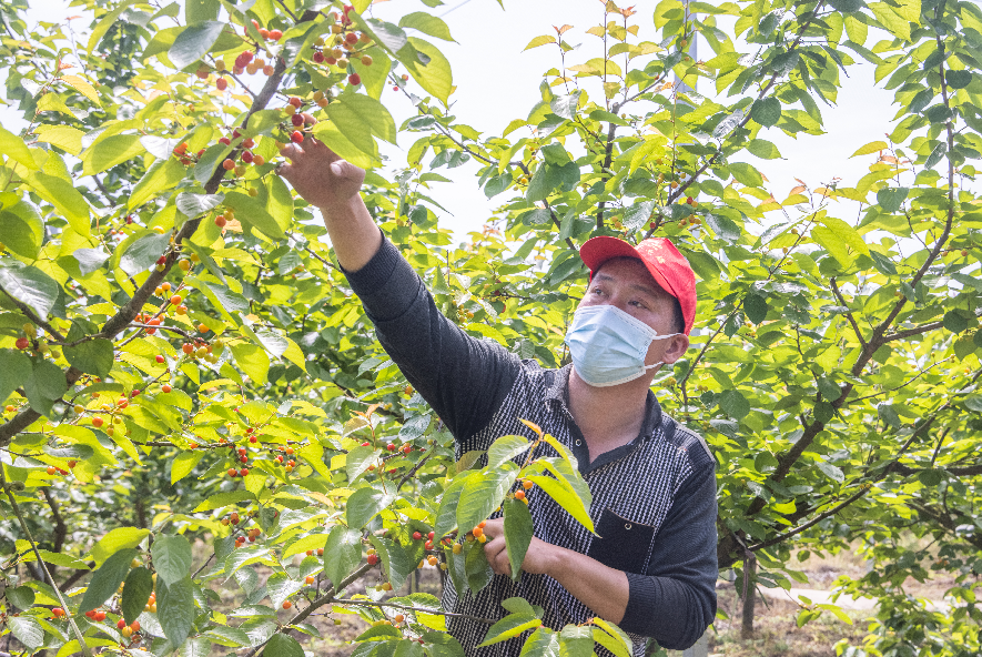 南水北调移民村 “乡愁”长成红樱桃