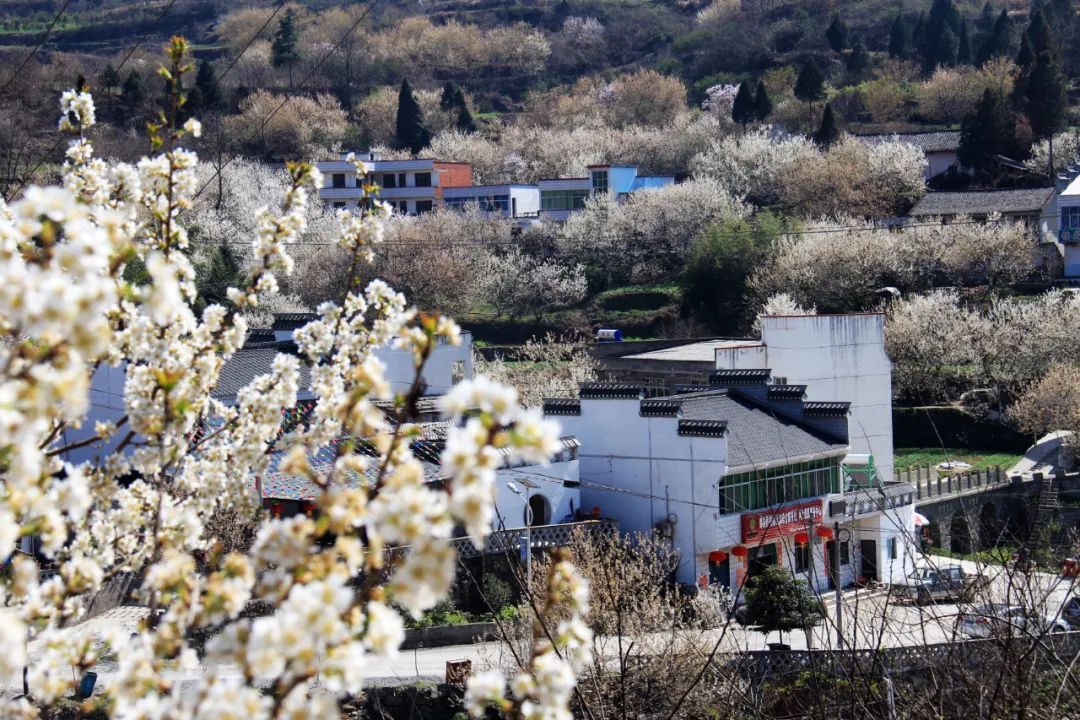 南水北调移民村 “乡愁”长成红樱桃