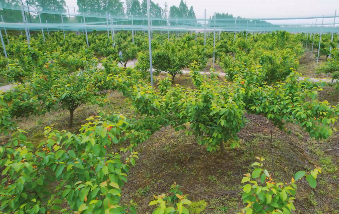 南水北调移民村 “乡愁”长成红樱桃