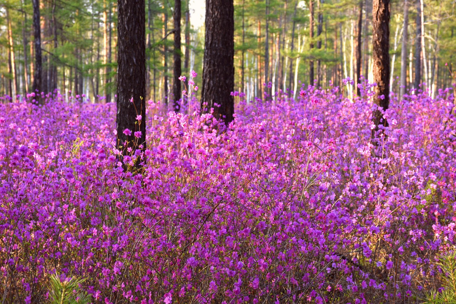 鸥浦乡映山红，映得天边如霞