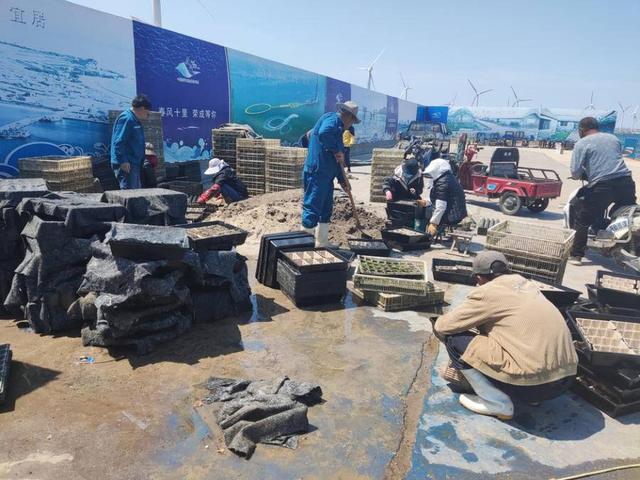 蓝碳是啥？全国首单！海洋碳汇指数保险落地山东这个市