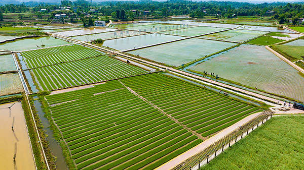 自贡荣县：春耕时节插秧忙 稻渔共生打造荣州府里好粮仓_fororder_7荣县赖河坝粮油（稻渔）现代农业园（摄影-廖志全）