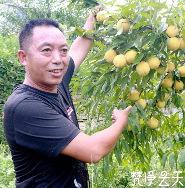 貴州印江：千畝黃桃迎豐收 枝頭果實成佳釀