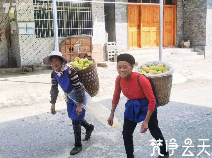 貴州印江：千畝黃桃迎豐收 枝頭果實成佳釀