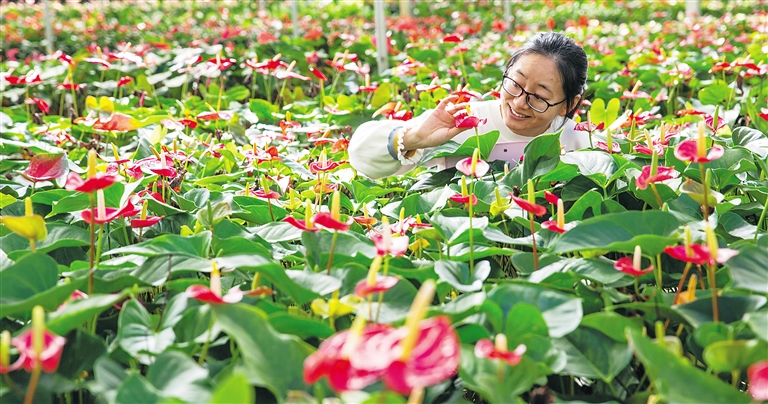 【焦點圖】【即時快訊】中國熱帶農業科學院: 花卉基礎研究品種逾千種