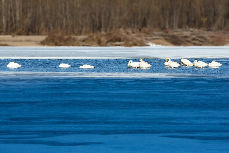 罕見!白天鵝冰河戲水