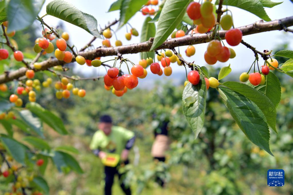 湖北恩施：引種櫻桃樹 果熟鄉村興