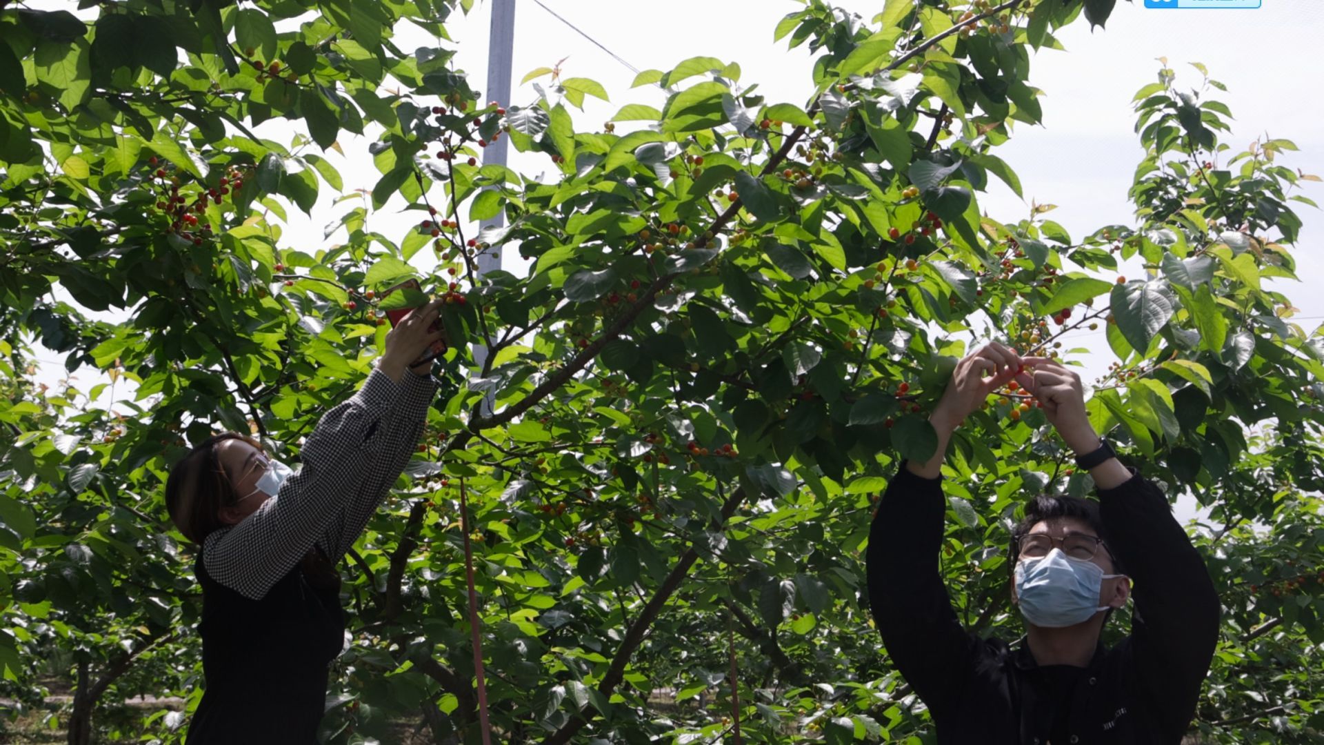 南水北调移民村 “乡愁”长成红樱桃