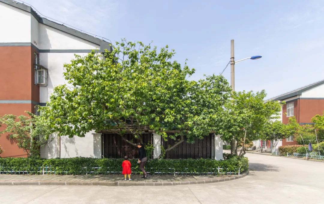 南水北调移民村 “乡愁”长成红樱桃