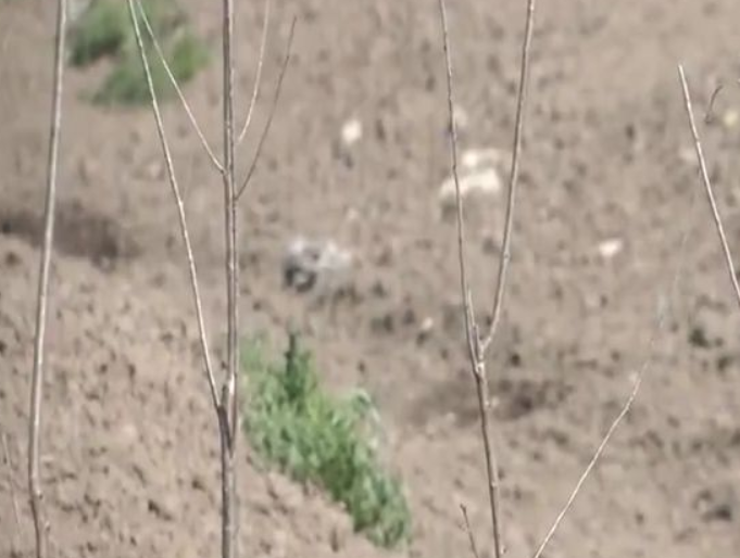 南水北调移民村 “乡愁”长成红樱桃