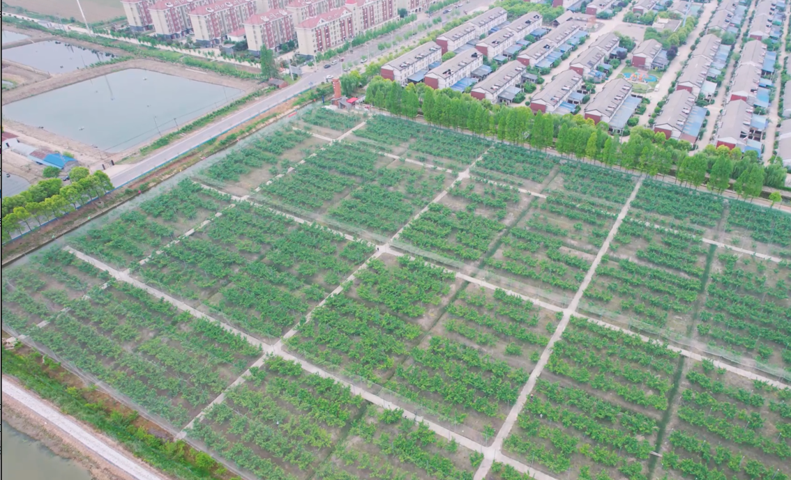 南水北调移民村 “乡愁”长成红樱桃