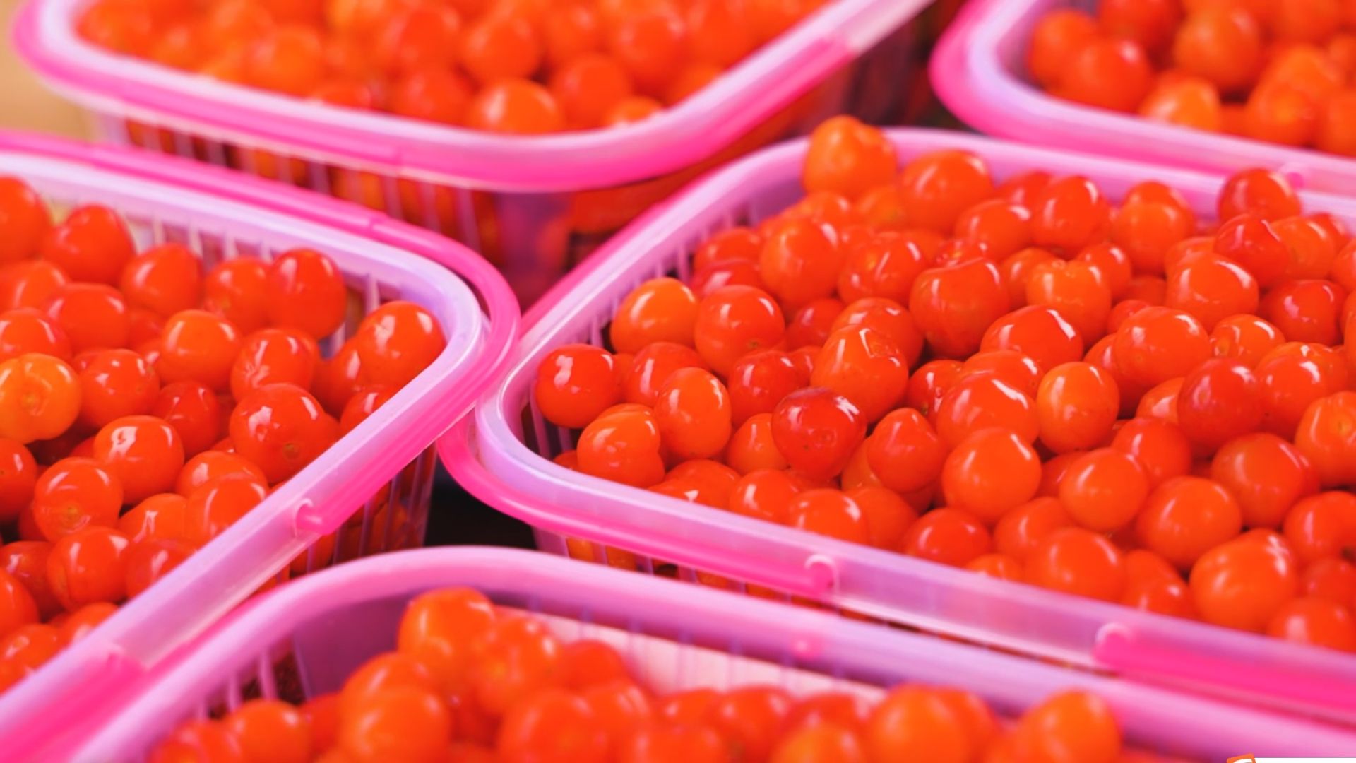 南水北调移民村 “乡愁”长成红樱桃