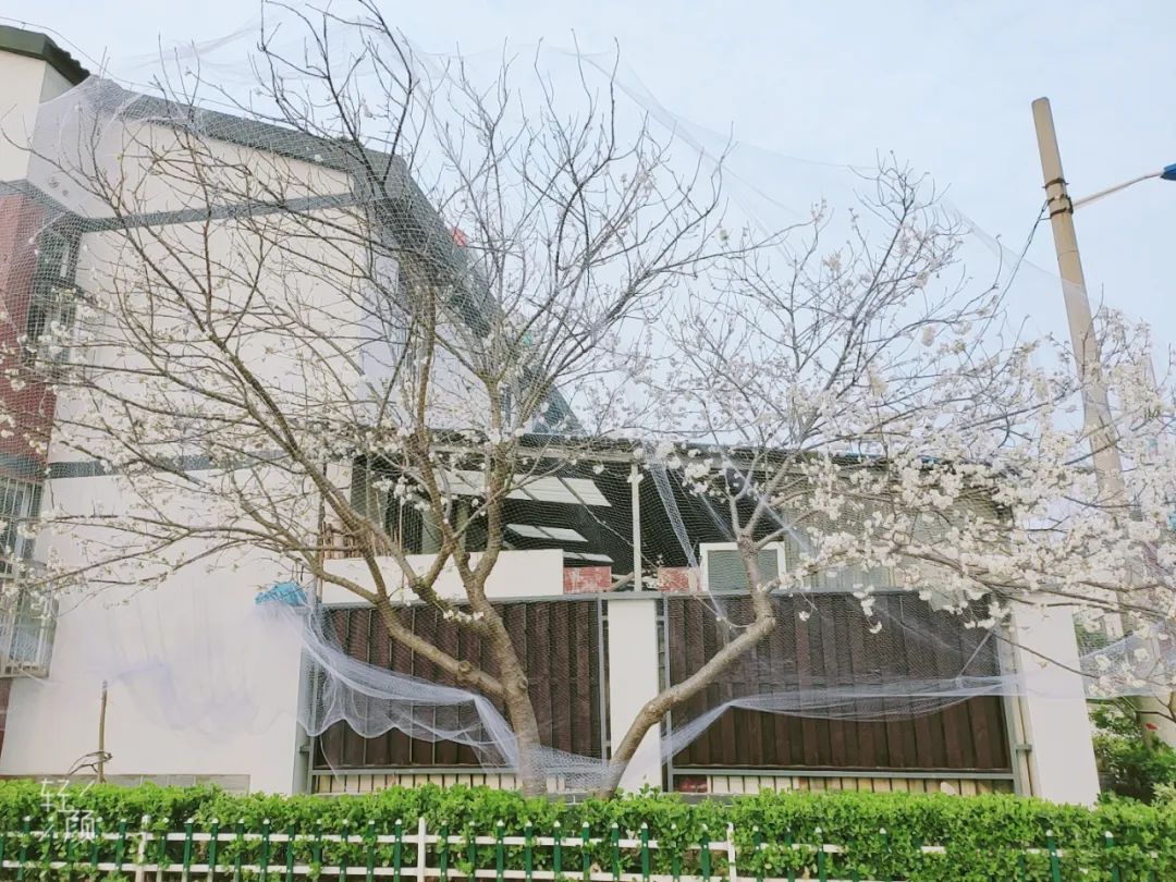 南水北调移民村 “乡愁”长成红樱桃