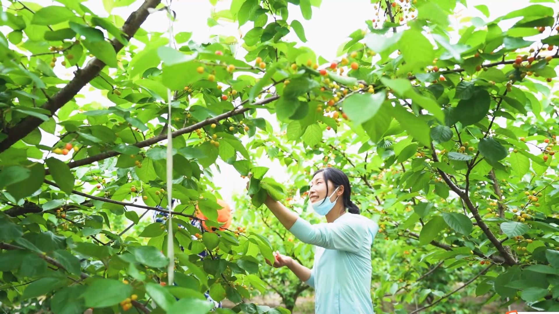 南水北调移民村 “乡愁”长成红樱桃