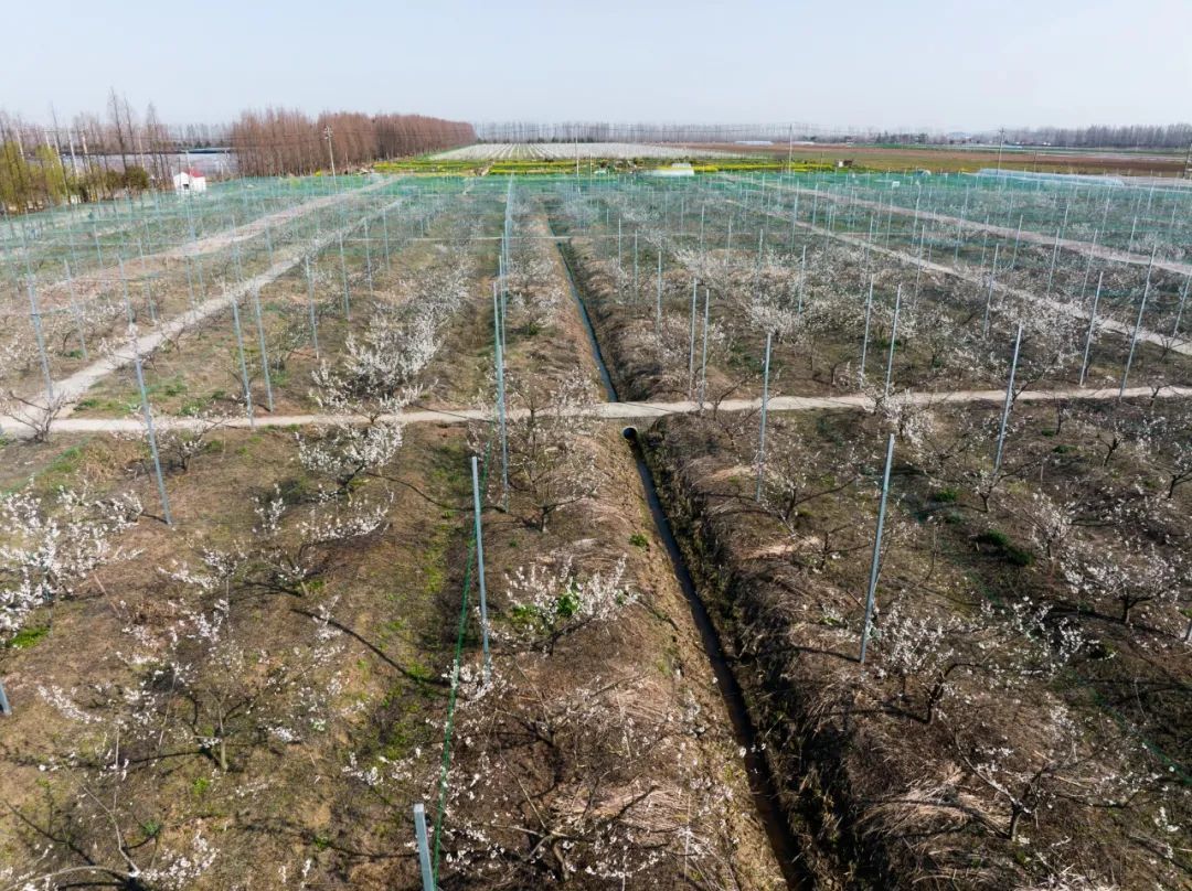 南水北调移民村 “乡愁”长成红樱桃