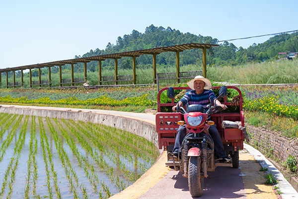 自贡荣县：春耕时节插秧忙 稻渔共生打造荣州府里好粮仓_fororder_6村民运输秧苗到插秧区域（摄影-廖志全）