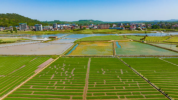 自贡荣县：春耕时节插秧忙 稻渔共生打造荣州府里好粮仓_fororder_8荣县赖河坝粮油（稻渔）现代农业园（摄影-廖志全）
