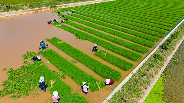自贡荣县：春耕时节插秧忙 稻渔共生打造荣州府里好粮仓_fororder_4村民拔秧苗现场（摄影-廖志全）